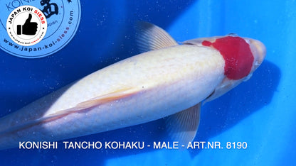 Tancho Kohaku, male, 47cm, Sansai, item no. 8190