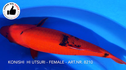 Ciao Utsuri, femmina, 46 cm, Sansai, articolo n. 8210