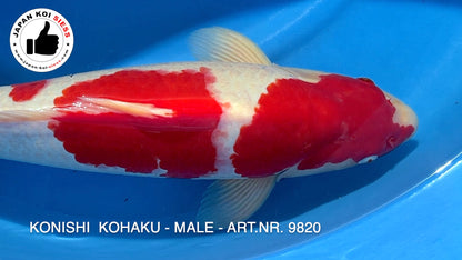 Kohaku, male, 53cm, Yonsai, item no. 9820
