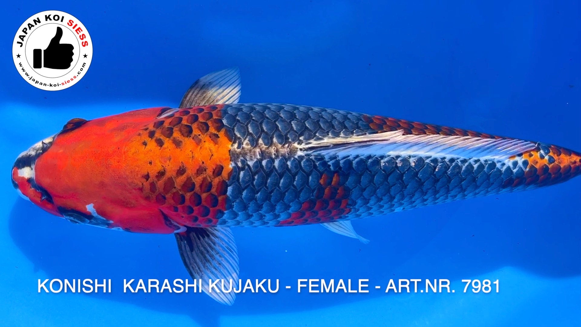 Karashi Kujaku, Female, 48cm, Sansai, item no. 7981 – JAPAN KOI SIESS